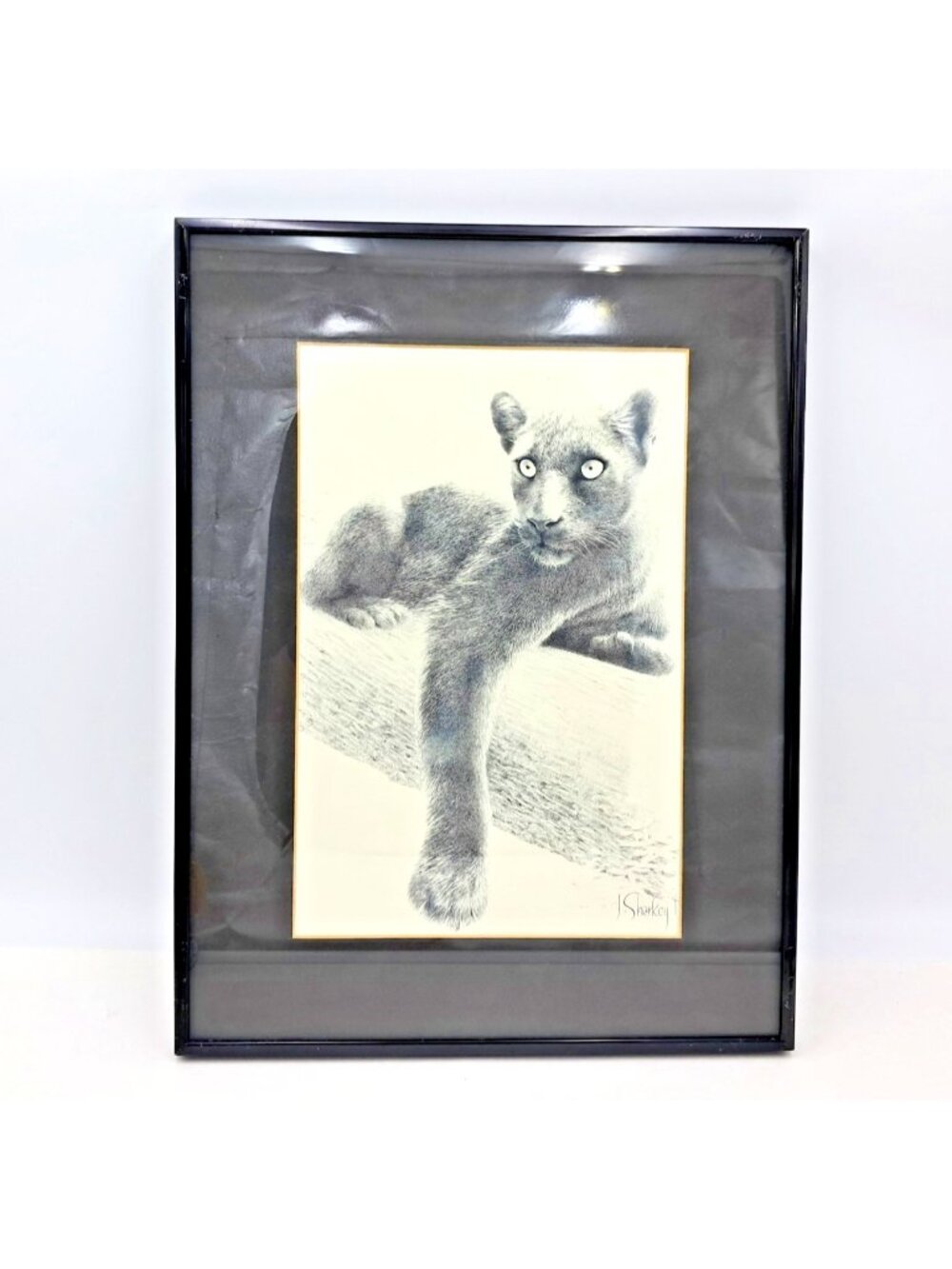 Cougar  by Jan Sharkey Thomas Canadian Wildlife Artist - Framed- 12 x 16 Inches